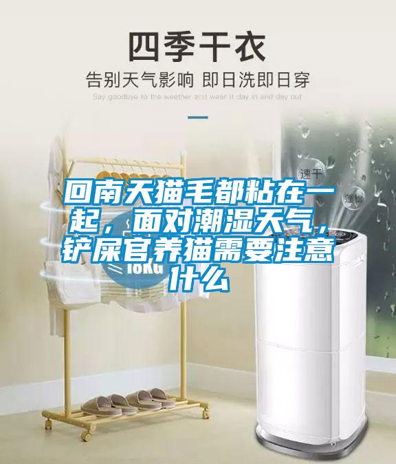 回南天貓毛都粘在一起，面對(duì)潮濕天氣，鏟屎官養(yǎng)貓需要注意什么
